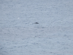 Megaptera novaeangliae australis