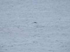 Megaptera novaeangliae australis