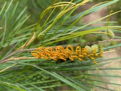 Grevillea