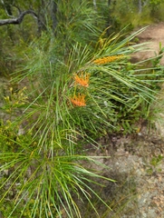 Grevillea