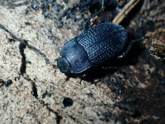 Asiopus minimus