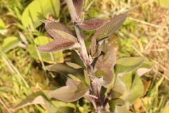 Digitalis purpurea
