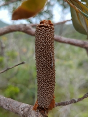 Banksia