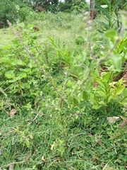 Ocimum americanum