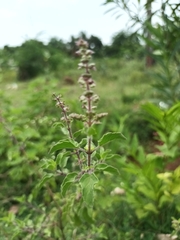 Ocimum americanum
