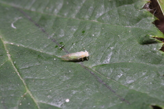 Cacopsylla hippophaes