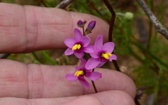 Ixia scillaris scillaris