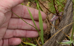 Ixia scillaris scillaris