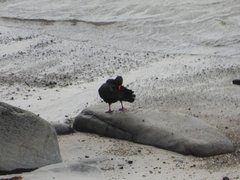 Haematopus fuliginosus