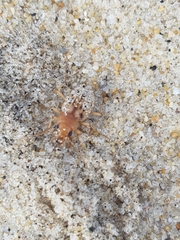 Eurynebria complanata