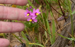 Ixia scillaris scillaris
