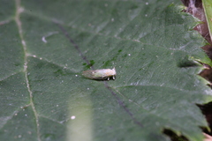 Cacopsylla hippophaes