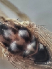 Styringomyia