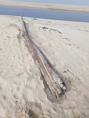 Eurynebria complanata