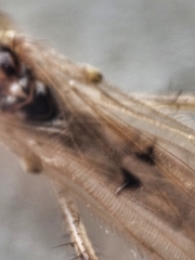 Styringomyia