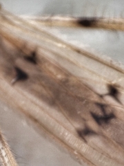 Styringomyia