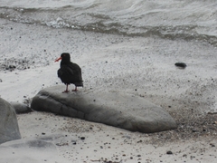 Haematopus fuliginosus