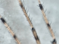 Styringomyia
