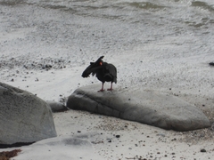 Haematopus fuliginosus