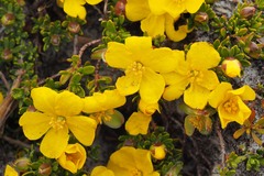 Hibbertia sericea