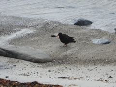 Haematopus fuliginosus