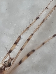 Styringomyia