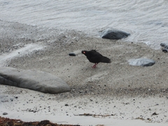Haematopus fuliginosus