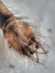 Styringomyia