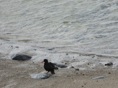 Haematopus fuliginosus