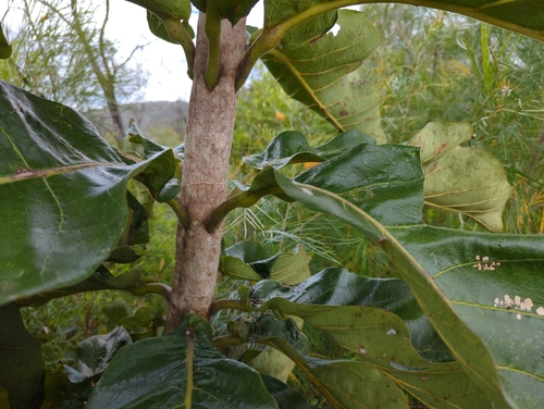Image of Deplanchea tetraphylla by (c) Tom Field, some rights reserved (CC BY)