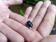 Anoplotrupes stercorosus