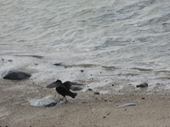 Haematopus fuliginosus