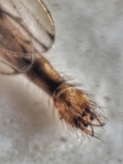 Styringomyia