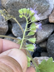 Phacelia scariosa