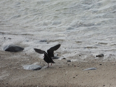 Haematopus fuliginosus