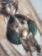 Styringomyia