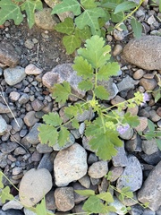 Phacelia scariosa