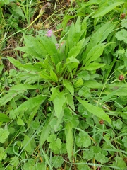 Centaurea