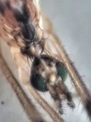 Styringomyia