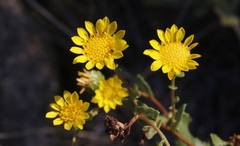 Grindelia hallii