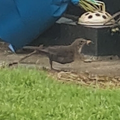 Turdus merula merula