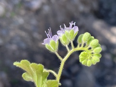 Phacelia scariosa