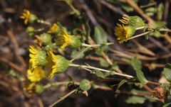 Grindelia hallii