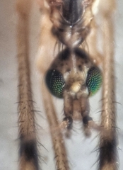 Styringomyia