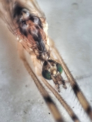 Styringomyia