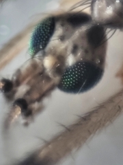 Styringomyia