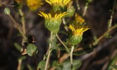 Grindelia hallii
