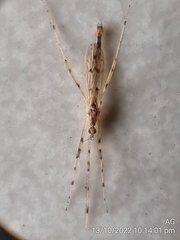 Styringomyia