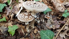 Amanita excelsa