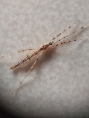 Styringomyia